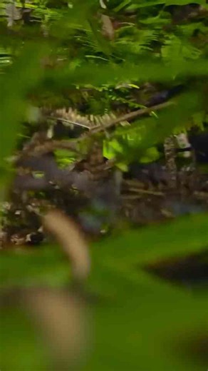 Venomous Pit Viper on the Defensive