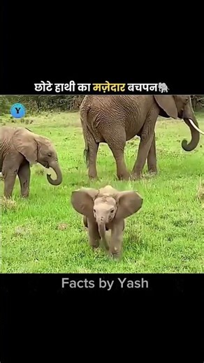 🐘!Baby elephant playing with trunk !!