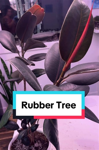 Repotting this Rubber Tree (Ficus Elastica Rubra) plant. She has not been so happy lately, I hope she likes a more roomy pot. 🪴 Do you have any idea what that is on her leaves? Is it a fungus? It's not bugs. And it's not on every leaf, but I don't think it's good for her. #plants #plant #fyp #rubbertree #rubbertreeplant