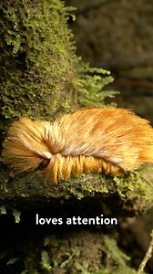Why does this rainforest caterpillar look like Donald Trump’s hair? This is one of the craziest stories of mimicry I’ve ever seen in all my years as a biologist! | Be Smart • PBS