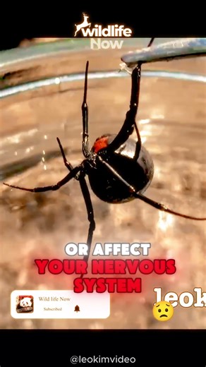 🕷️ Spider Bite Facts — Animals You Should Never Touch (part 2) #animals #animalfacts #wildlife