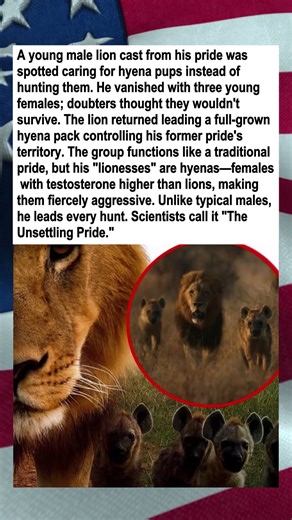 Outcast Lion Returns Leading Hyena Pack