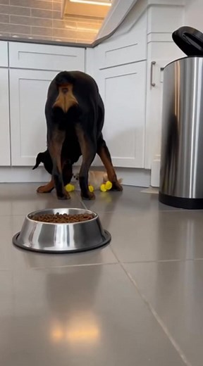 Tiny chihuahu in Duck Boots Steals Food from Rottweiler #DogMemes #FunnyDogs #Chihuahua #Rottweiler #DogInBoots #DuckBoots | SmartClip Station