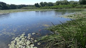 Serene Natural Scene Lake Pond Surrounded Stock Footage Video (100% Royalty-free) 3702023829 | Shutterstock