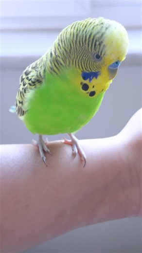 Hyper Budgie on My Hand! 😆💚💛 Cute budgie sounds #shorts