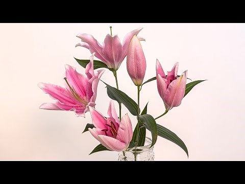 Oriental Lily Care and Handling