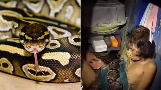 Thailand Woman Attacked By Python: মহিলাকে পেচিয়ে চেপে ধরে খেতে যাচ্ছিল অজগর! হঠাৎই...