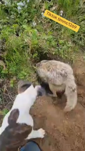 Engaging Adventures with a Playful Coyote Puppy