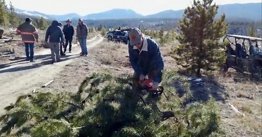 Organization helps thin out Colorado forest by cutting down Christmas trees