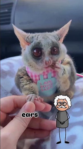 The Animal That Sounds Like a Crying Baby 😱
