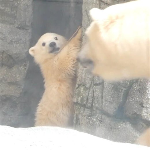 わらで遊ぶモモ太を時々確認しに来るモモ【男鹿水族館GAO】