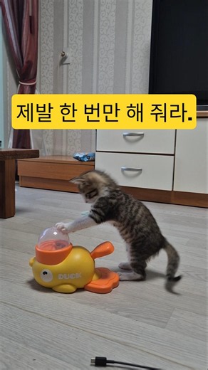 ​간식 장난감 처음 본 뚝딱이 고양이 ㅋㅋㅋ 🦆 / Kitten's first puzzle toy