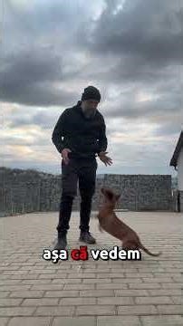 Teckel la dresaj #alinmoldovan #dresajcanin #teckel #teckels