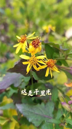 Discover the Top 30 Essential Chinese Herbs in Rural Areas