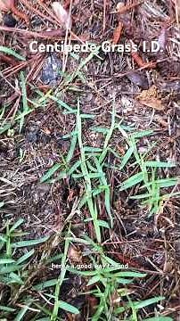 How to identify Centipede Grass #diy #grass #lawn #lawncare