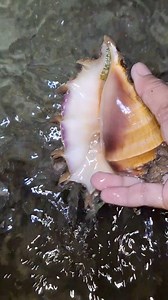 1K views · 12 reactions | Live conch shell or saang #adsonreelsmonetization #reelschallengeinvitation #fypchallenge #seafood | Tina Mondragon | Facebook