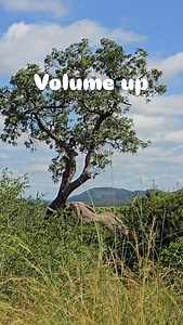 The power of a elephant bull. Watch him push this tree over #krugernationalpark #safari #wildlife #Amazing #elephant | Shaun Etsebeth Photo Safaris