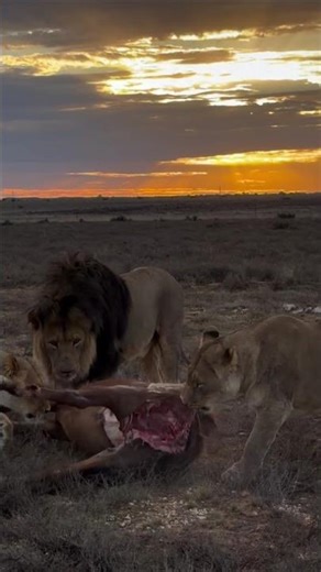 As the African sun slowly dips below our day comes to a close in the most unforgettable way❤️🐯 #lion