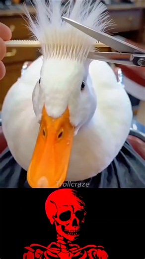 Duck's Funniest Hair Makeover Ever! 🦆😂#youtubeshorts