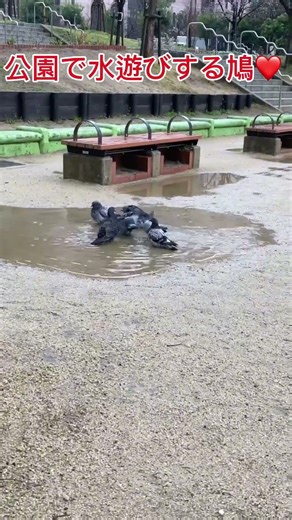 公園の水たまりで水遊びをしている鳩！ #動物 #鳩 #癒し