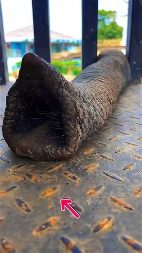 Elephant’s Amazing Way of Picking Up Food#shorts #animals