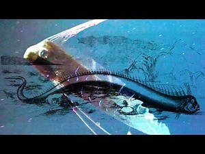 Real-Life Sea Serpent Caught in Rare Underwater Footage