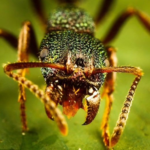 This deadly fungus takes over ants' brains and causes their bodies to explode! | Hashem Al-Ghaili