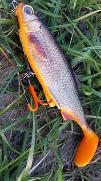 A way to catch spring pike #fishing