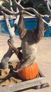 Friday, Oct. 20 is International Sloth Day and Sea World San Diego shared this adorable footage of Tess the two-toed sloth! #KUSINews #HappyHalloween | KUSI News