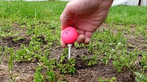 Watch Everything You Need to Know About These Golf Tees! on Amazon Live