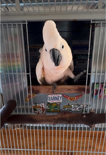 Barney loves playing games 😃 #barneythewestcoastcockatoo #play #game #fun #goal