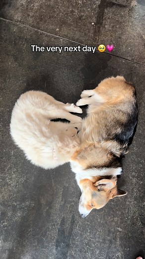 Corgi and Rescue Great Pyrenees: Brady’s First Days Together
