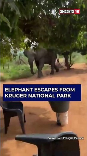 A Giant Chaos: Elephant Escape from the Kruger National Park Sparks Dramatic Chase #shorts | N18S