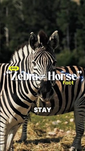 Why Zebras Can’t Be Tamed