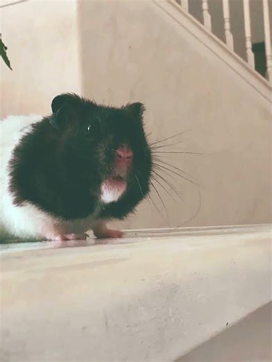 Part 1 of making benguis edit