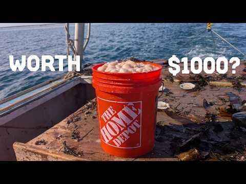 The real reason Maine scallops are so expensive | Maine Commercial Fishing