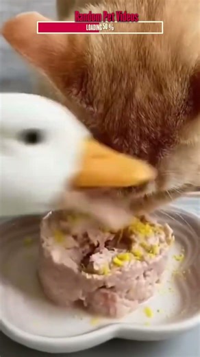 Random Pet Chaos | Algorithm Cleanse