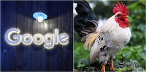 Traductor de Google es motivo de burlas por pronunciación de la palabra “Gallo”