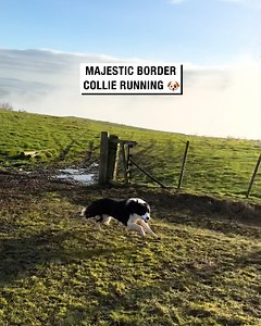 Majestic border collie running 🐶 | Sean The Sheepman