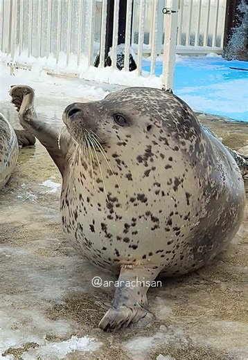アザラシシーパラダイスでの楽しい体験
