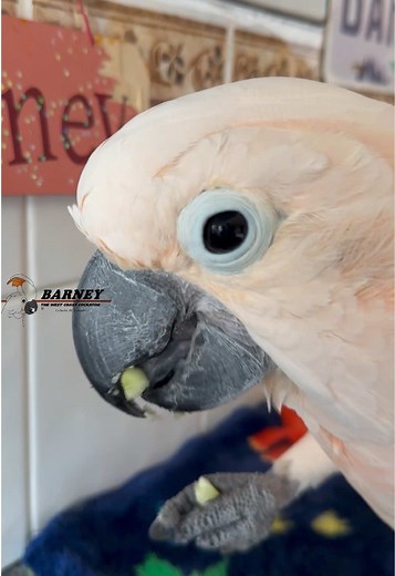 Barney the Cockatoo Enjoys Broccoli Snacks