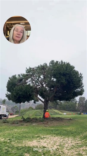 Extreme Tree Trimming #landscape #howto