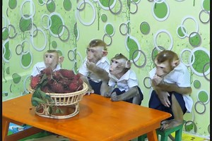 Finish school poor student monkey Vola Voka Voya & Kevin starving calling Mom hurry | Monkey Kevin