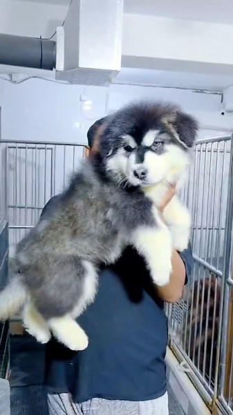 GIANT MALAMUTE (FEMALE) #anjinglucu #dog #puppy #dogs #pets #cute #dogshorts #doglife #doglove