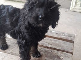 Cockerpoo pup - £640