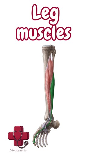 Medcase_ir | medical student | medicine | Leg muscles #tibialis #popliteus #plantaris #anatomy #medicine | Instagram