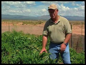 How To Identify And Control Garden Pests On Squash And Beans