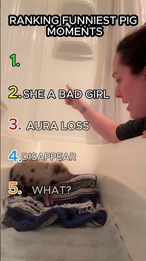 Ranking the Funniest Pig Clips Ever #funny #pig #hilarious