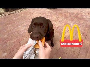 LABRADOR PUPPY TRIES FIRST MCDONALDS HAPPY MEAL!!!