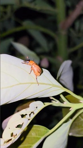 June bug